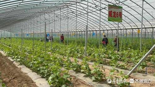 2021吃瓜群,揭秘娱乐圈幕后风云