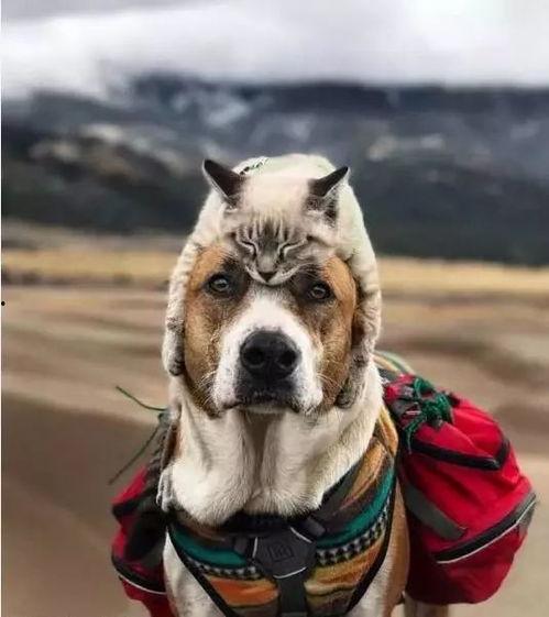 娱乐吃瓜酱女生养的狗