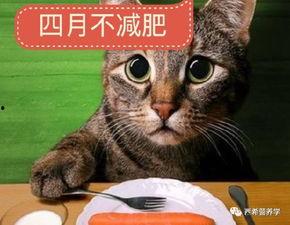 娱乐吃瓜酱猫打翻电视,引发网友热议