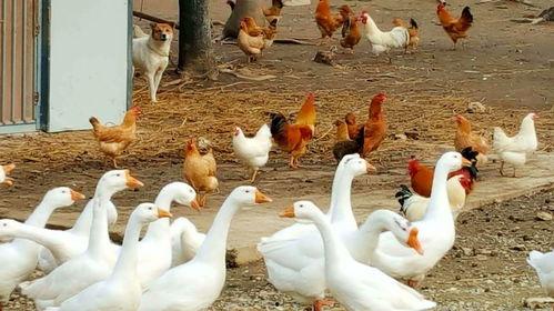 八鹅吃瓜菌娱乐圈,娱乐圈风云录