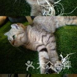 娱乐吃瓜酱猫咖