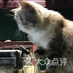 娱乐吃瓜酱猫咖